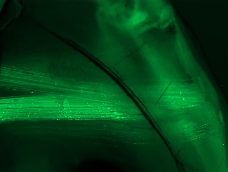 Pax7-Foxo1 Data Fluorescent tissue from the pax7::foxo1 GEMM